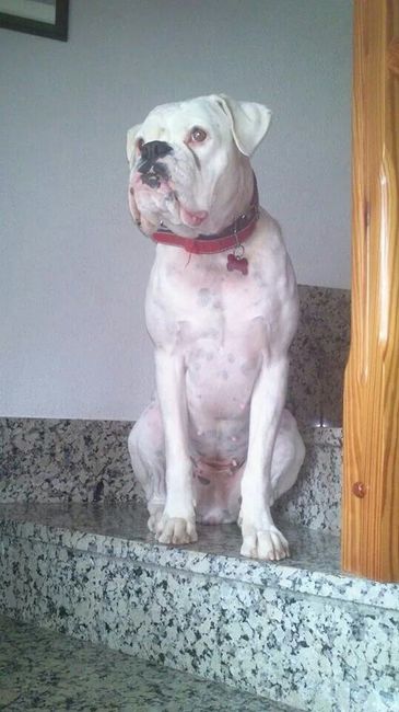 Preboda con nuestras mascotas??? - 1