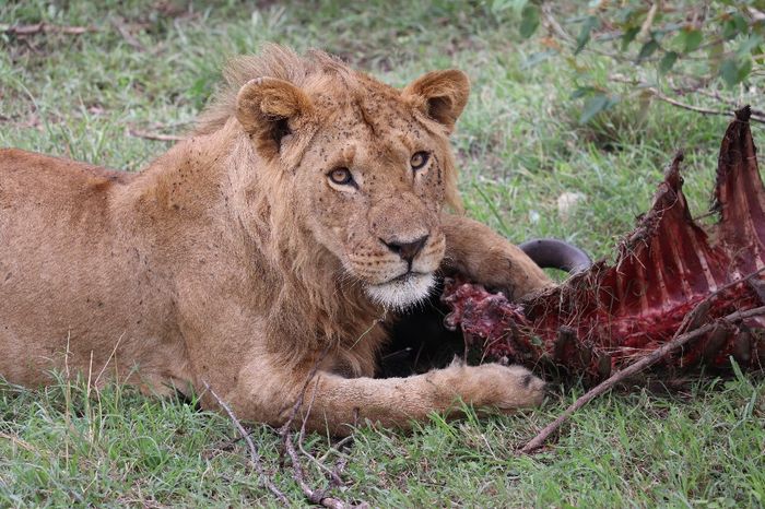 león 