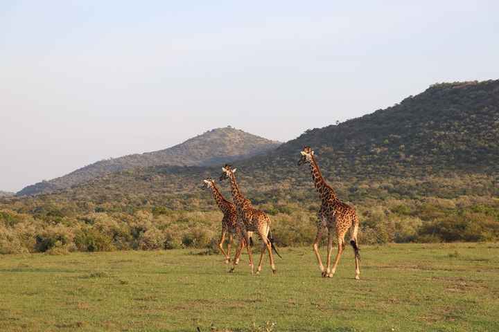 las jirafas en Masai Mara