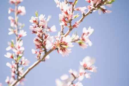 almendros