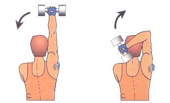 triceps