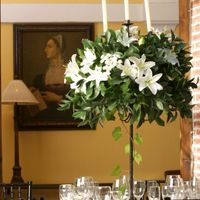 Lilium Candidum