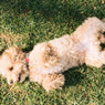 Lola