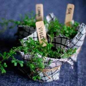 miniplantitas rusticas para sittingplan