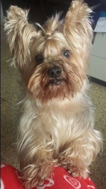 Nuestras mascotas!! - 1