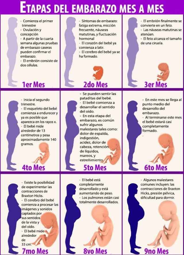 Etapas del embarazo mes a mes