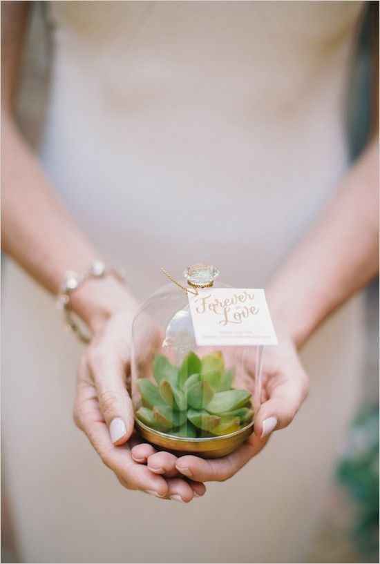 Cactus regalo boda