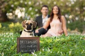 Bodas con perro - 1