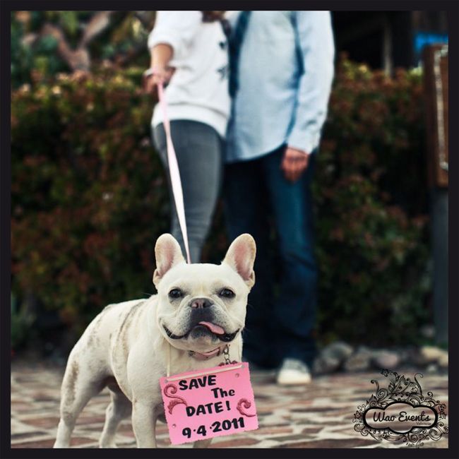 Bodas con perro - 2