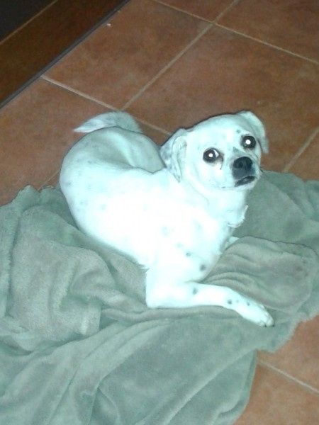 Nuestras mascotas!! - 1