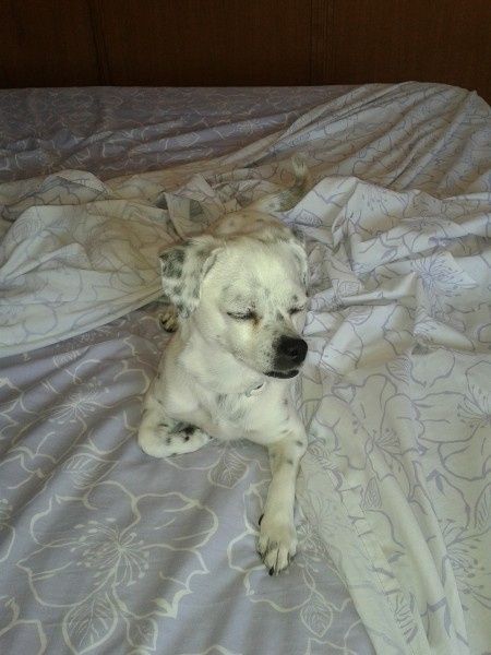 Nuestras mascotas!! - 2