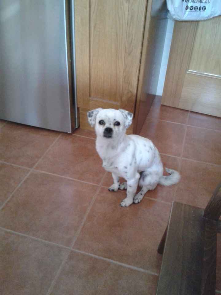 ¿va a participar vuestra/as mascota/as? - 1