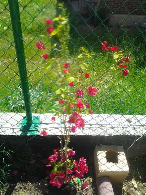 PRESENTANDO JARDIN