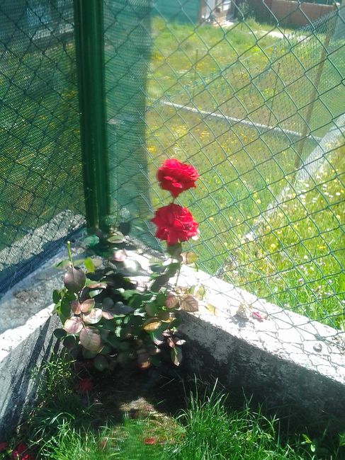 PRESENTANDO JARDIN