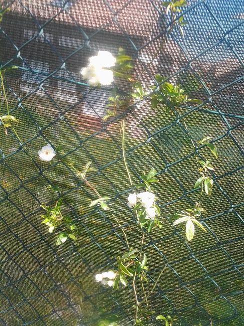 PRESENTANDO JARDIN