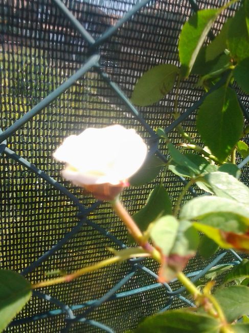 PRESENTANDO JARDIN 