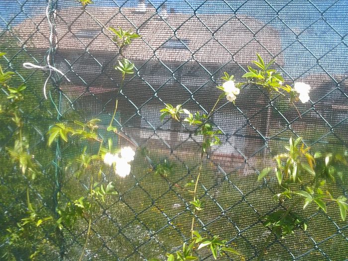 ARREGANDO EL JARDIN