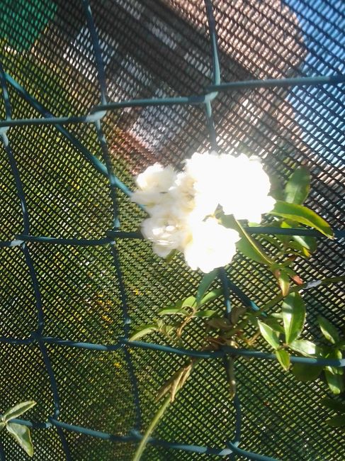 FLORES DEL JARDÍN