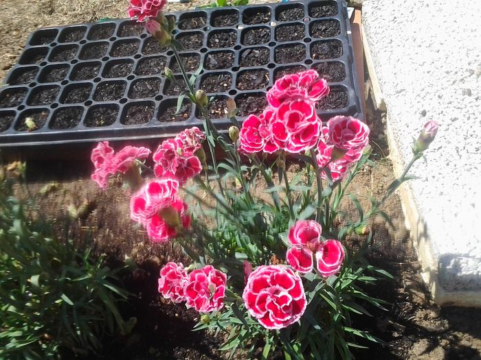PREPARANDO JARDIN