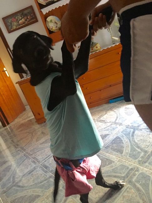 Mascotas boda - 1