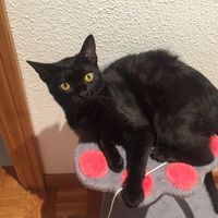 ¿Cómo se llama vuestra mascota? - 1