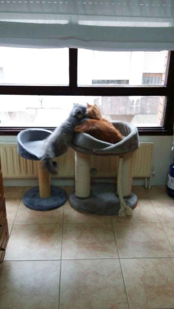 Mascotas en casa: ¿sí o no? - 1