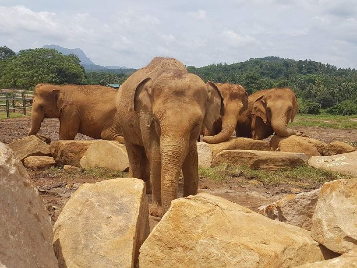 Sri Lanka mayo 2018 - 1