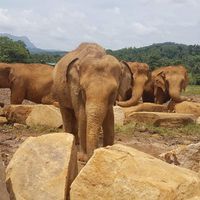 Sri Lanka mayo 2018 - 1