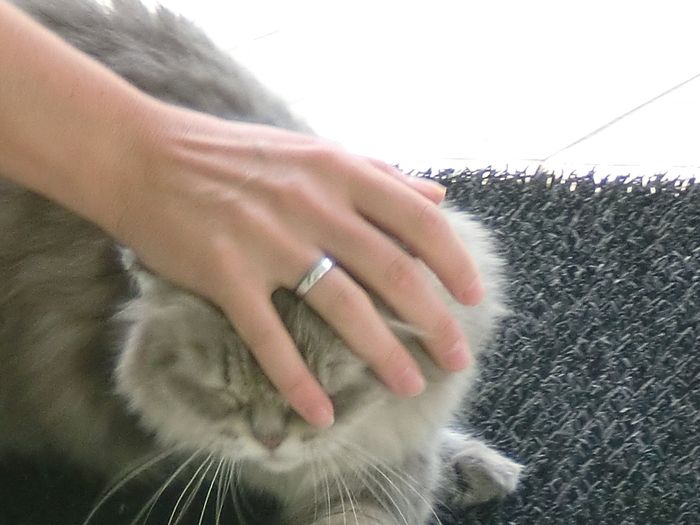 Nuestra gata 