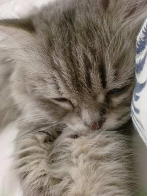 Nuestra gata