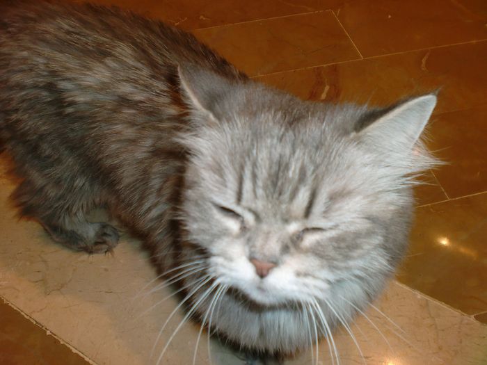 Nuestra gata
