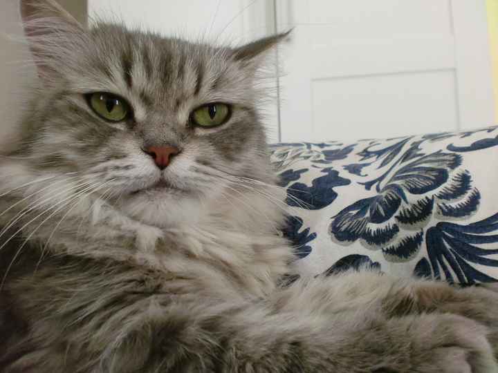 Nuestra gata