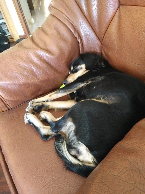 ¿Tu mascota llevará algún complemento? - 4