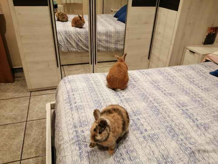 ¿Tenéis peluditos en común? 🐶 - 1