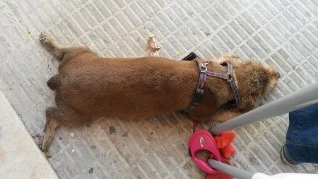 Nuestras mascotas!! - 2