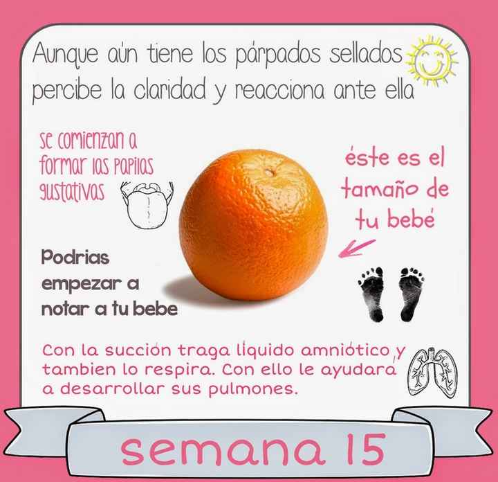 Semana 15 de embarazo