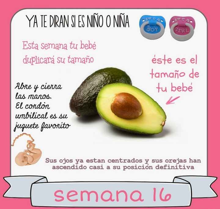 16 semanas de embarazo