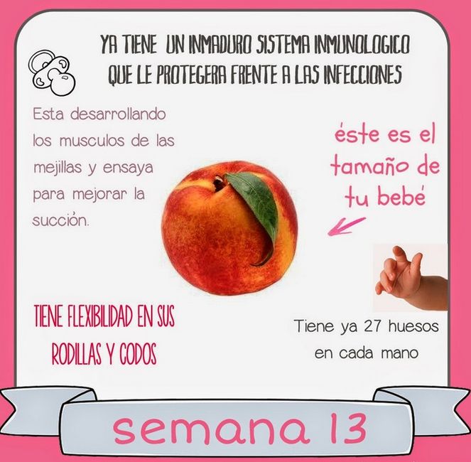 13 semanas