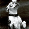 Elena Araque-villar