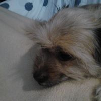 ¿va a participar vuestra/as mascota/as? - 1