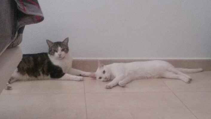 mis gatos