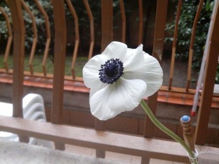 anémona blanca regalo