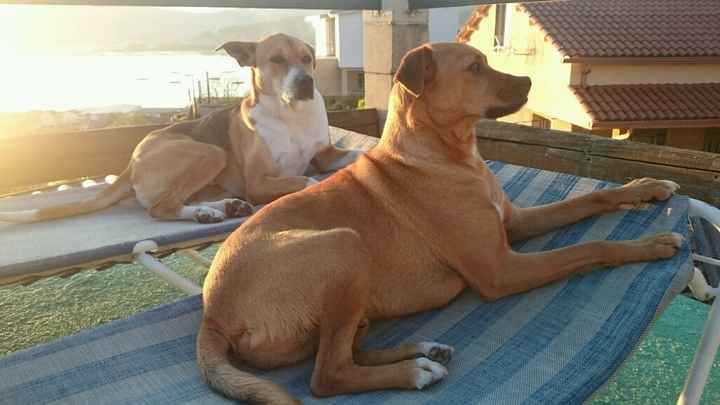 Ya tengo mis sellos perrunos!!!!!! - 1