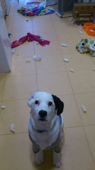 Cachorro destrozon!