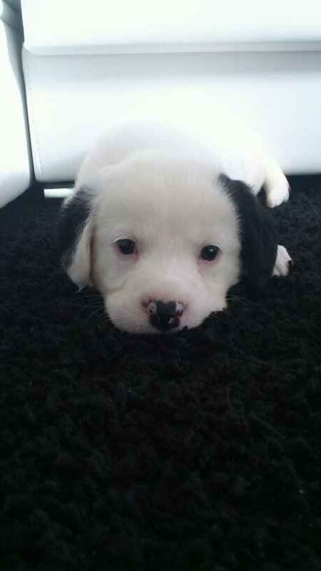 Yoru recien llegado