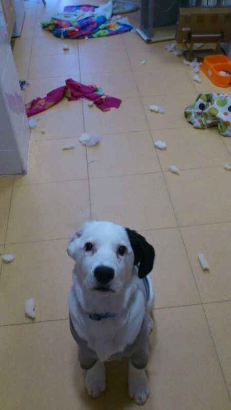 Cachorro destrozon!