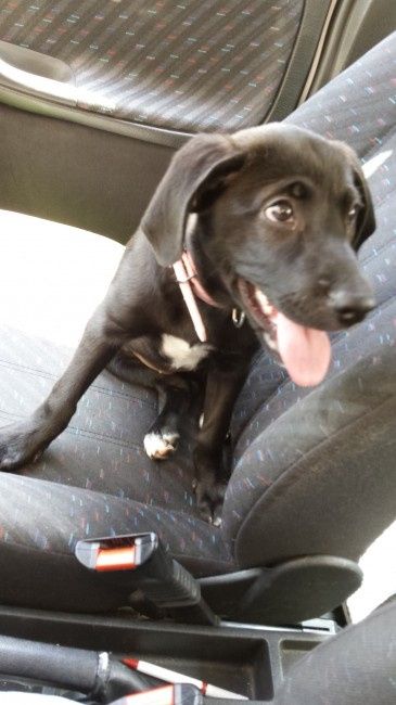 Nuestras mascotas en el embarazo y la presentación del bebé - 1
