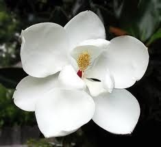 MAgnolias