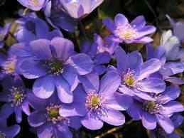 Violetas