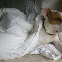 Tabón